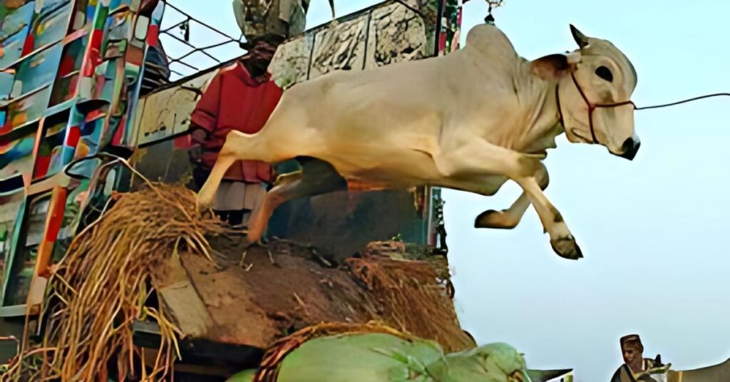 Qurbani 2025 Bakra Cow And Camel Rates In Pakistan Eid Ul Azha Animal Prices 