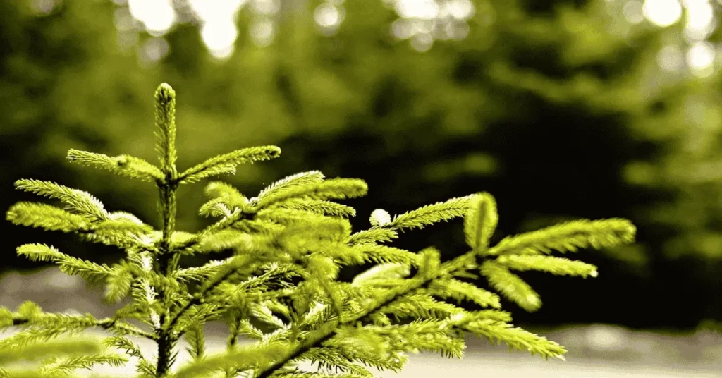 Zone 7 fast-growing evergreen trees