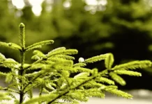 Zone 7 Fast Growing Evergreen Trees for Privacy fast growing evergreen trees
