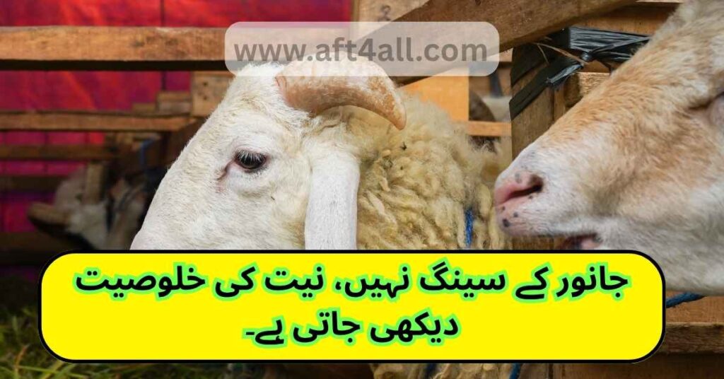 Roman Urdu Eid-ul-Adha quote discouraging show-off and promoting sincerity in Qurbani

